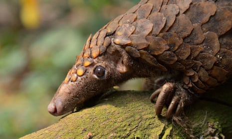 A long-tailed pangolin Mangamba, Cameroon. The creatures are hunted for their scales and meat