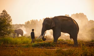 A Mahout and elephant in Thailand’s Surin province.