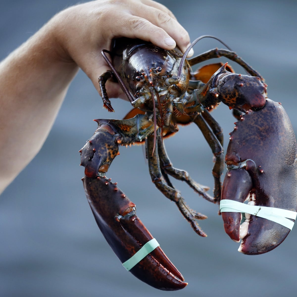 Trump S Trade War With China Creates Unexpected Winner Canada S Lobster Industry Canada The Guardian
