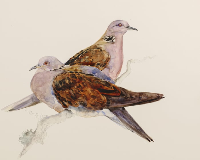 To give young people wings: The Lost Words duo reunite for book of birds