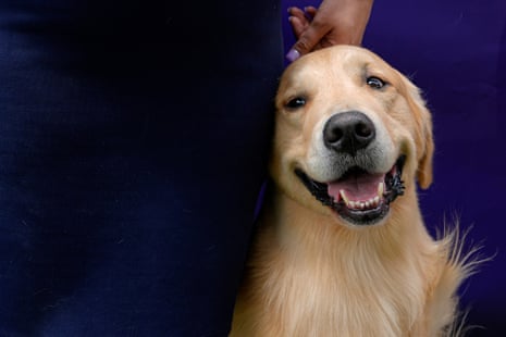 A golden retriever and its handler wait to compete in breed group judging on Tuesday at 148th Westminster Kennel Club dog show.