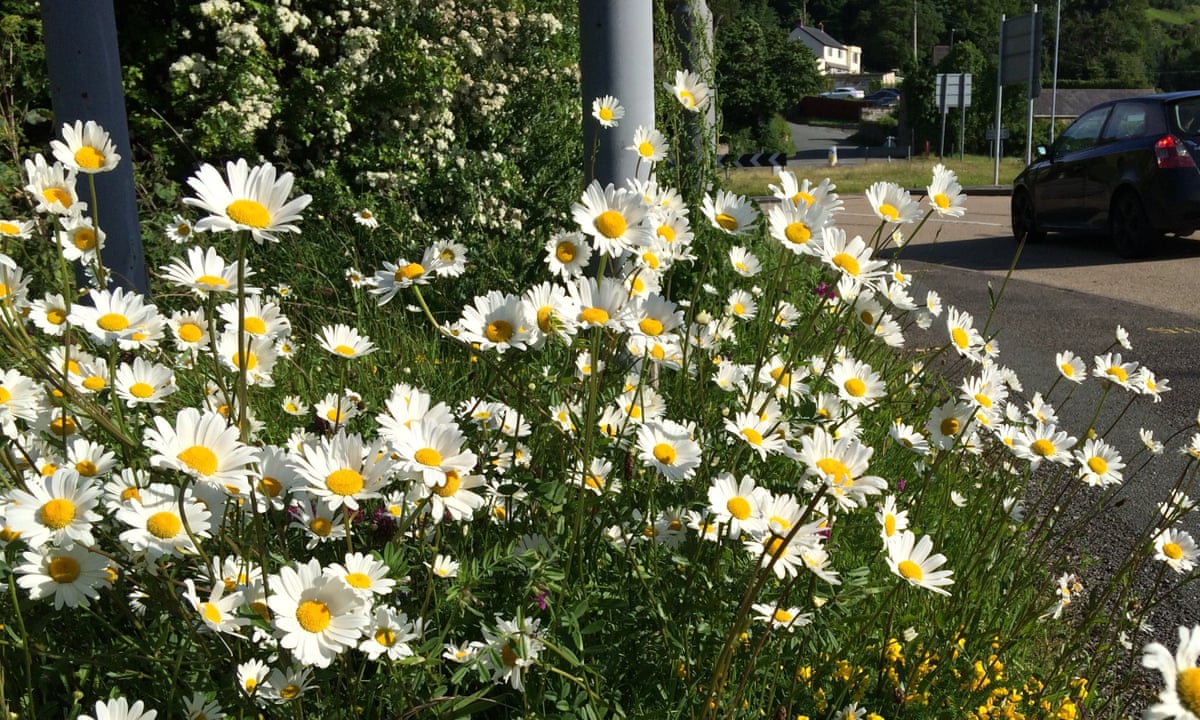 Coronavirus May Prove Boost For Uk S Bees And Rare Wildflowers Conservation The Guardian