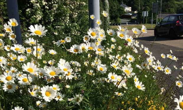 Oxeye daisies (pictured), harebells and other wildflowers could have their best summer for years