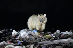 A brown bear standing on a mound of rubbish
