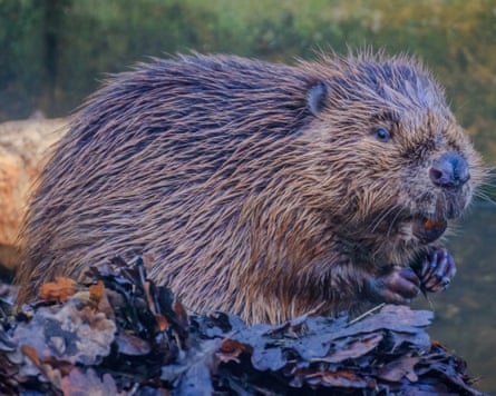 Beaver