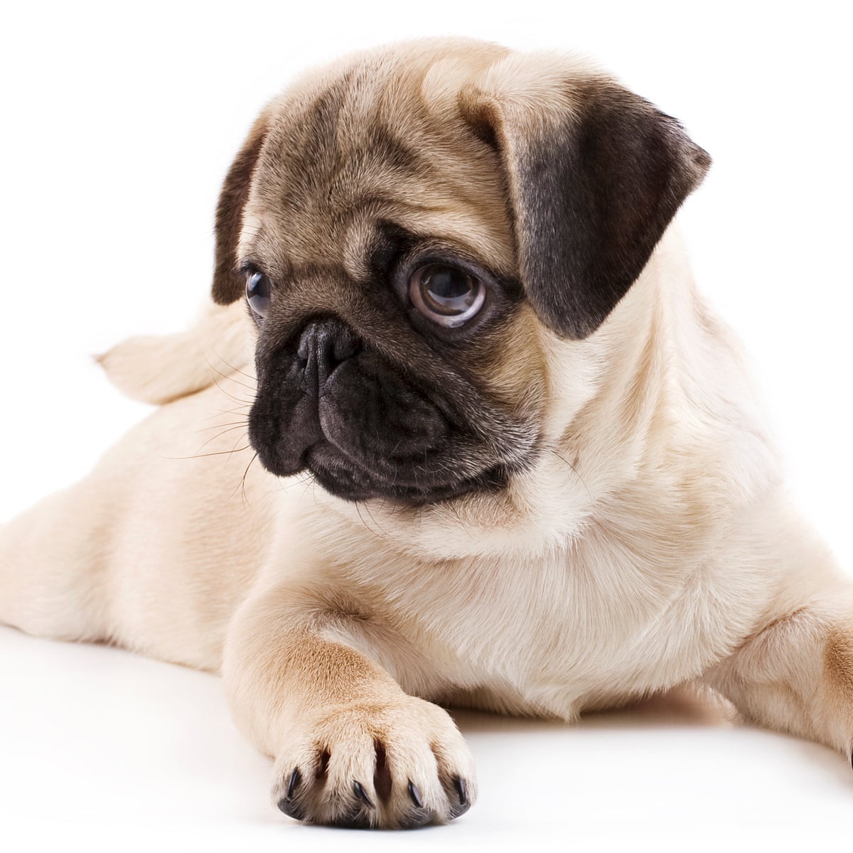 How canines capture your heart: scientists explain puppy dog eyes ...