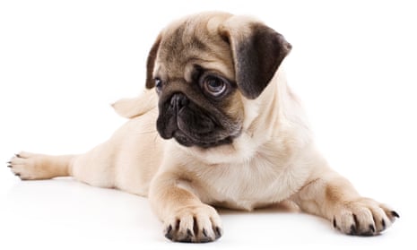 How canines capture your heart: scientists explain puppy dog eyes | Animal  behaviour | The Guardian