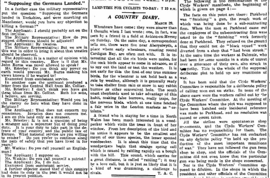 100 Years Ago Male Wheatears Spy Out The Land Birds The Guardian 100 Years Ago Male Wheatears Spy Out The Land Birds The Guardian