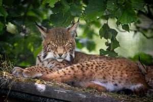One of three lynx which has settled in at the Highland Wildlife Park, a few miles from where they were first discovered in the Cairngorms National Park, Scotland, UK. The trio of lynx who were illegally released into the Scottish Highlands earlier this year have been named Caledonia, Cardrona and Bluebell, following a competition involving school children and charity donors. The wild cats were rescued in freezing overnight temperatures by experts from the RZSS in January
