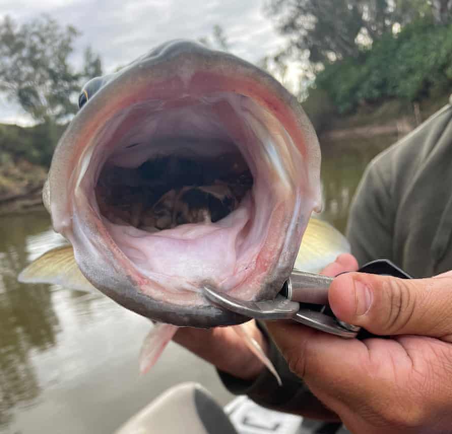 Aaron Graham shows a cod he caught that has been feeding on mice during the mouse plague