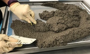 LaPaz and its sister farm, in North Carolina, are together the largest source of farm-raised Russian sturgeon in the United States. 4032.jpg?w=300&q=55&auto=format&usm=12&f