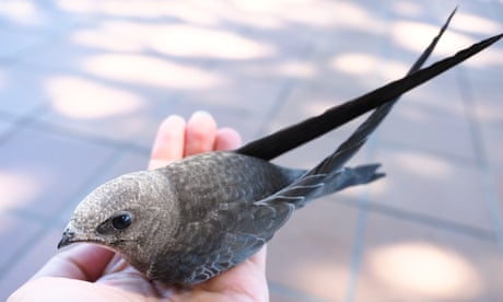 A swift ready to be set free after being nursed back to health in Spain.