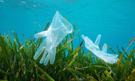 Plastic waste in the sea, disposable gloves with seagrass Posidonia oceanica underwater, Mediterranean sea, France2C3CENK Plastic waste in the sea, disposable gloves with seagrass Posidonia oceanica underwater, Mediterranean sea, France