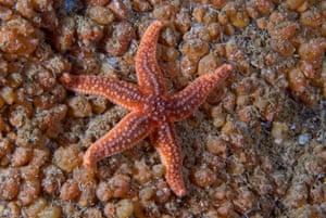 A starfish holds on to a mat of colonial baked-bean sea squirts