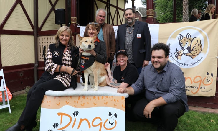 Alpine dingoes at risk of extinction after Victorian government extends right to cull Pumbah, an alpine dingo, at the Victorian Parliament House on 19 March 2024 with representatives from the Australian Dingo Foundation, Victorian National Parks Association and Barengi Gadjin Land Council. Photograph: Supplied