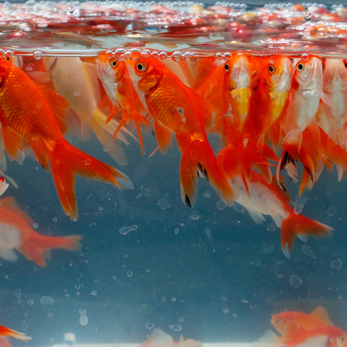 Practical implications for pet goldfish feeding