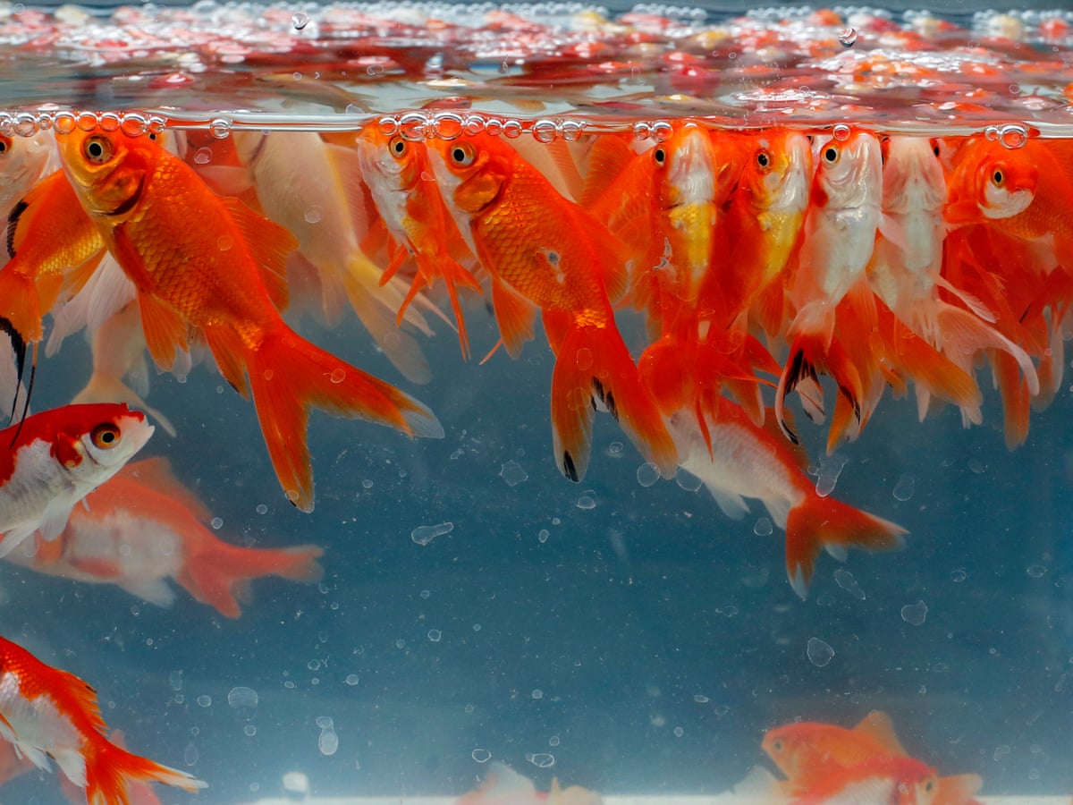 Pet Fish Goldfish Fish Shop Aquarium Near Me Shiny But Deadly