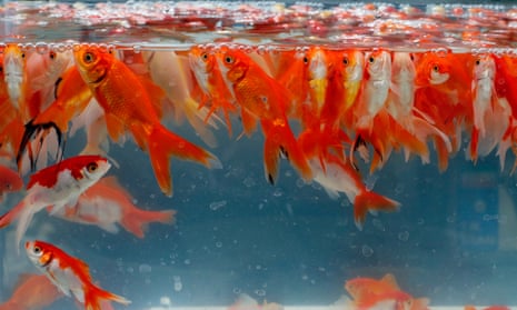 Goldfish in a tank. The creatures may look innocent but they can wreak havoc in the wild in the UK.