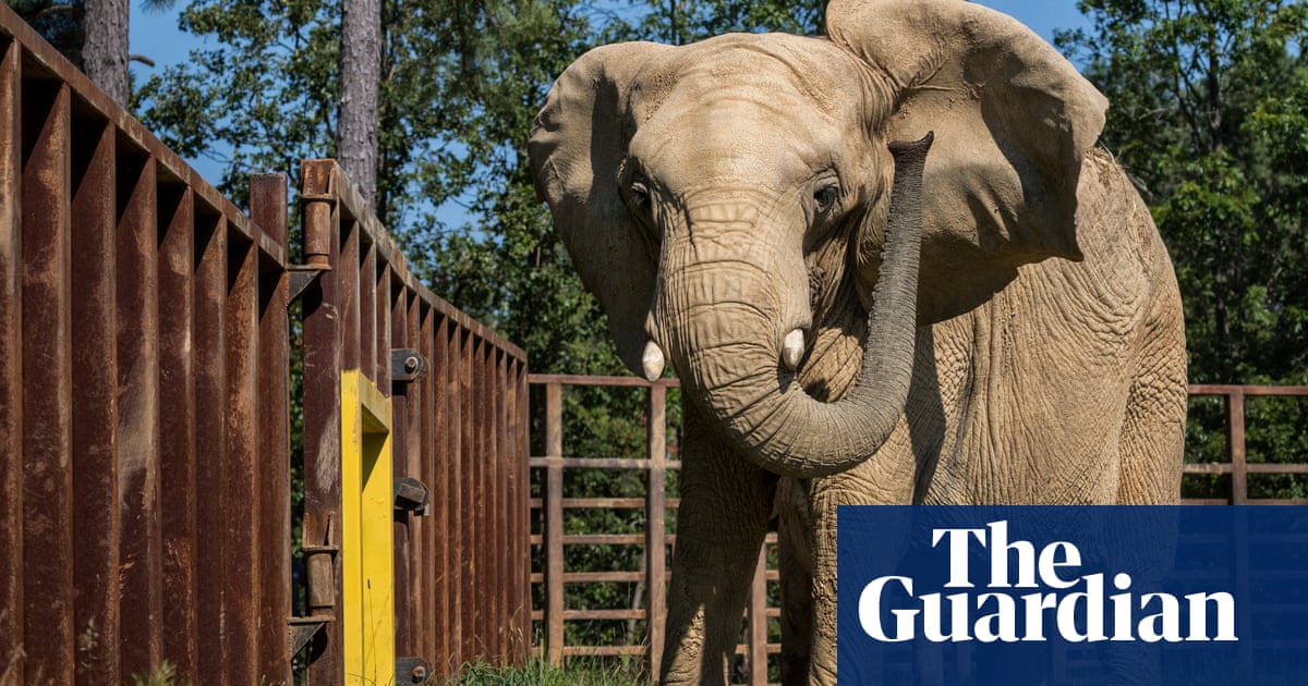 Elephants Unchained The Day Has Gone By When This Was Entertainment Environment The Guardian