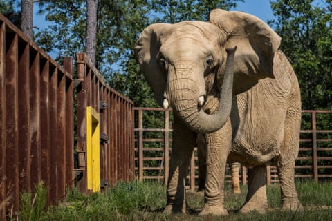 The Elephant Sanctuary, Hohenwald, Hohenwald, Tennessee