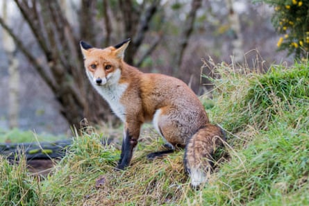 A red fox in the countryside