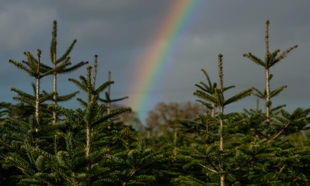 A rainbow seen over a plantation of Christmas trees.