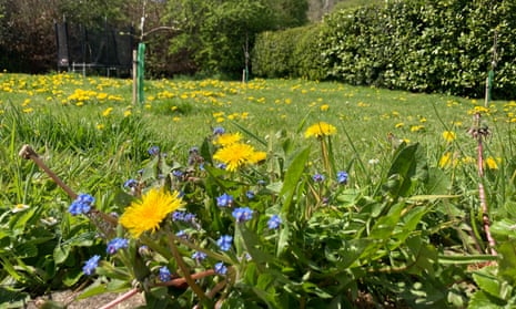 A lawn with uncut grass with dandelions scattered around, including a bunch of the yellow flowers in the foreground