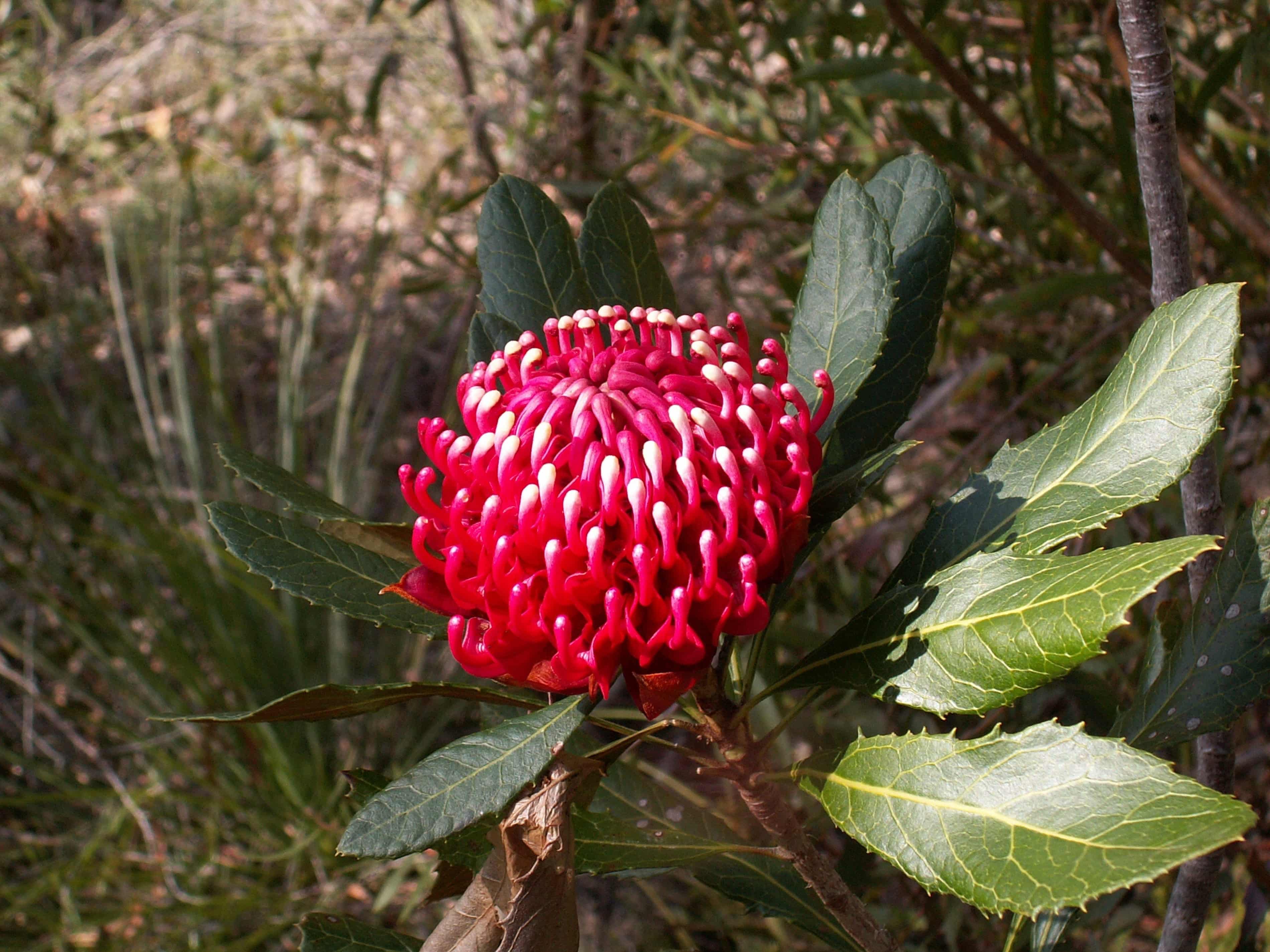 ‘A symbol of our nation’: waratah among 20 more species added to Australia’s threatened wildlife list ‘A symbol of our nation’: waratah among 20 more species added to Australia’s threatened wildlife list