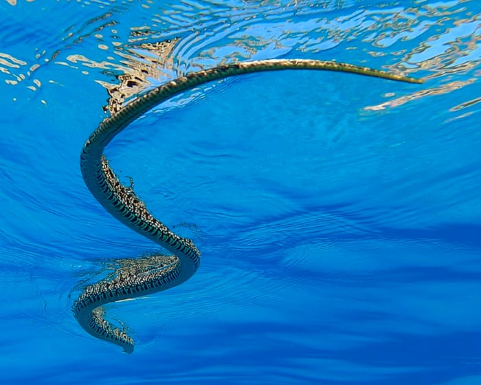 ‘This is a tragedy’: swimming snakes open new front in battle with Balearic lizards