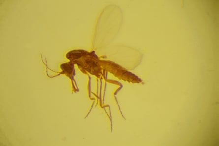 A close up image of a fossilised midge.
