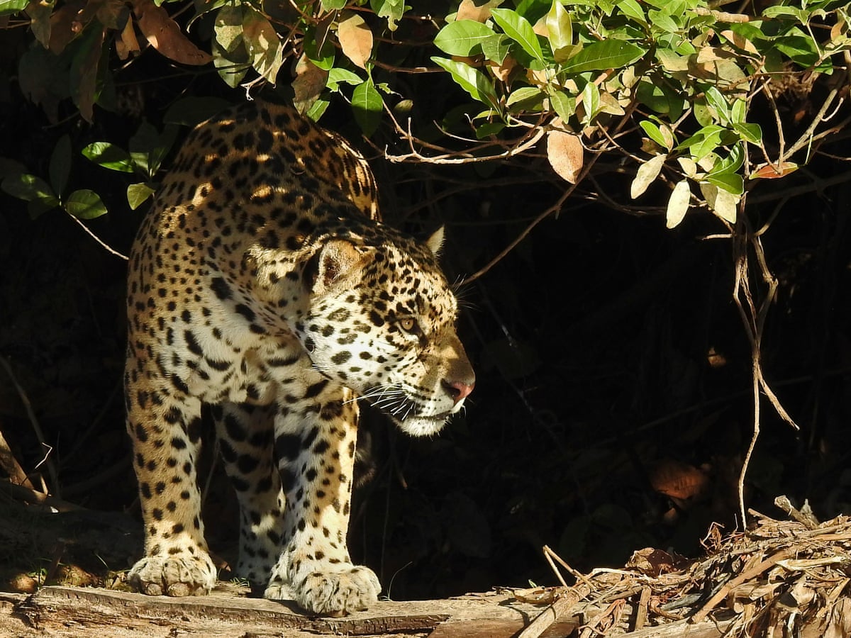 Give endangered jaguars legal rights, Argentina campaigners ask court |  Endangered species | The Guardian