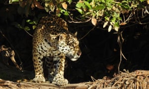 A jaguar in the dwindling Gran Chaco forest of Argentina.