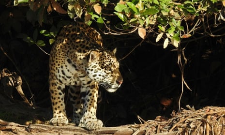 Chubut Argentine - Wildlife Reserves: The government has established reserves to protect endangered species.