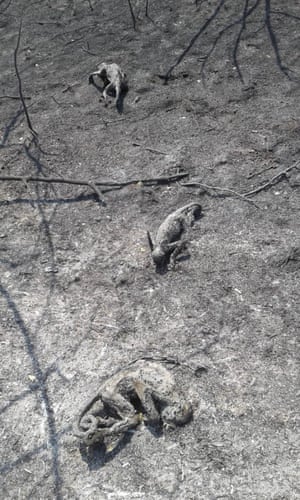 2 dead monkeys and one caiman