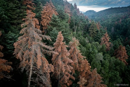 A forest on a Greek mountainside, with many trees turned brown