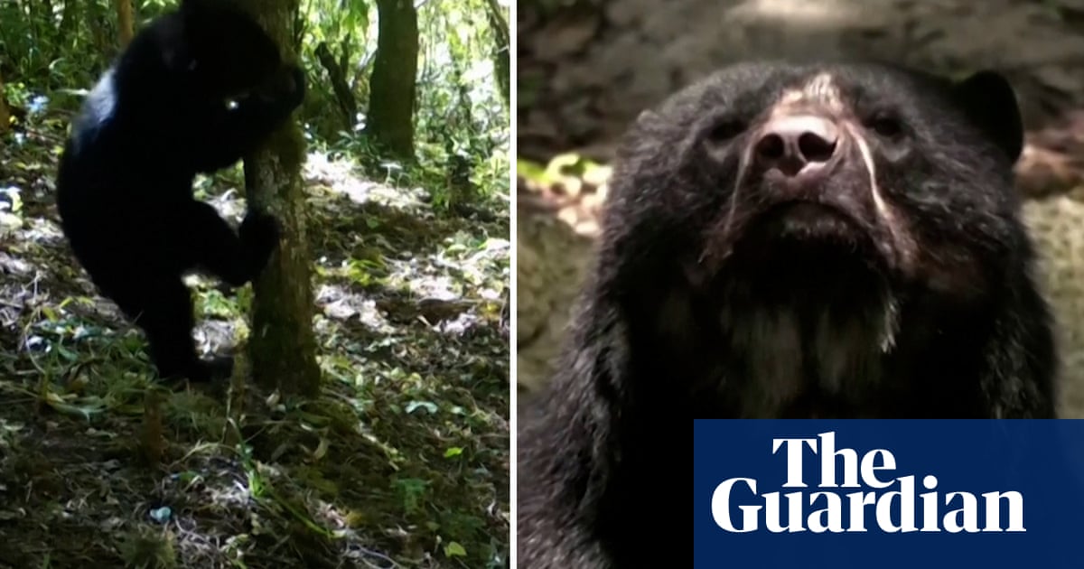 ‘Paddington’ bears spotted in Bolivian forest raise hopes for species’ survival – video | World news