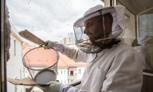 Urban beekeeper Gorazd Trusnovec collects a swarm of escaped bees from a window frame.