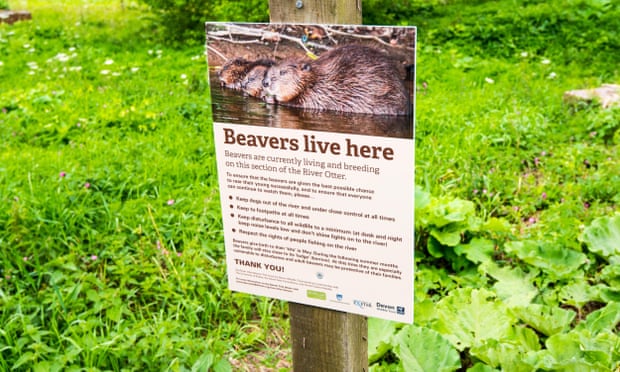 An information board informing people about the beavers’ presence in the River Otter.