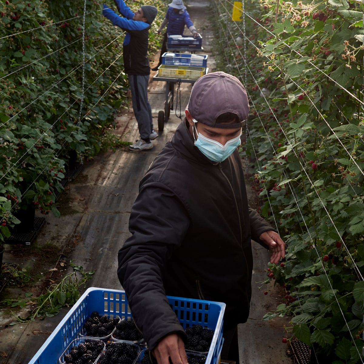 Fruit pickers lured to Portugal by the dream of a 'raspberry passport' | Global development | The Guardian