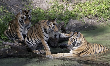 Bengal Tigers in Bandhavgarh national park, India.