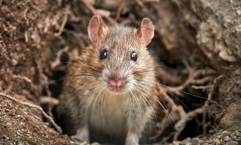 A brown rat looking out of a hole