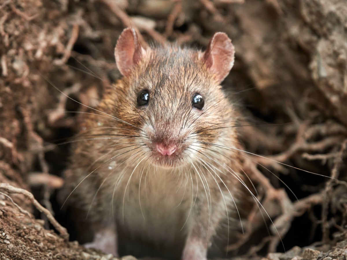 do rats eat cigarettes My name is Beans and I ate 4 of my dad's cigarettes, am I going to die?? : r/RATS Rats have been eating marijuana