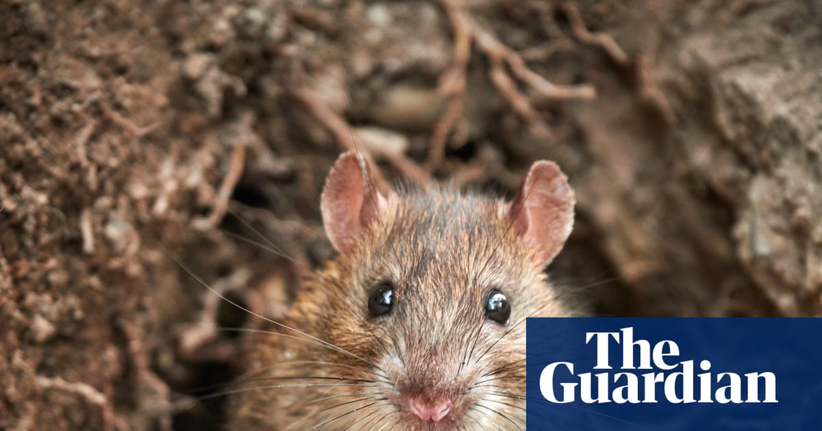 ‘I love rats but we can’t live with them’: the headache of rising rodent populations around the world