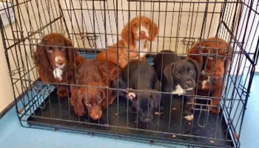 Six puppies, four red and white cocker spaniels, and two black and white terrier crossbreeds, that were abandoned in Kent.