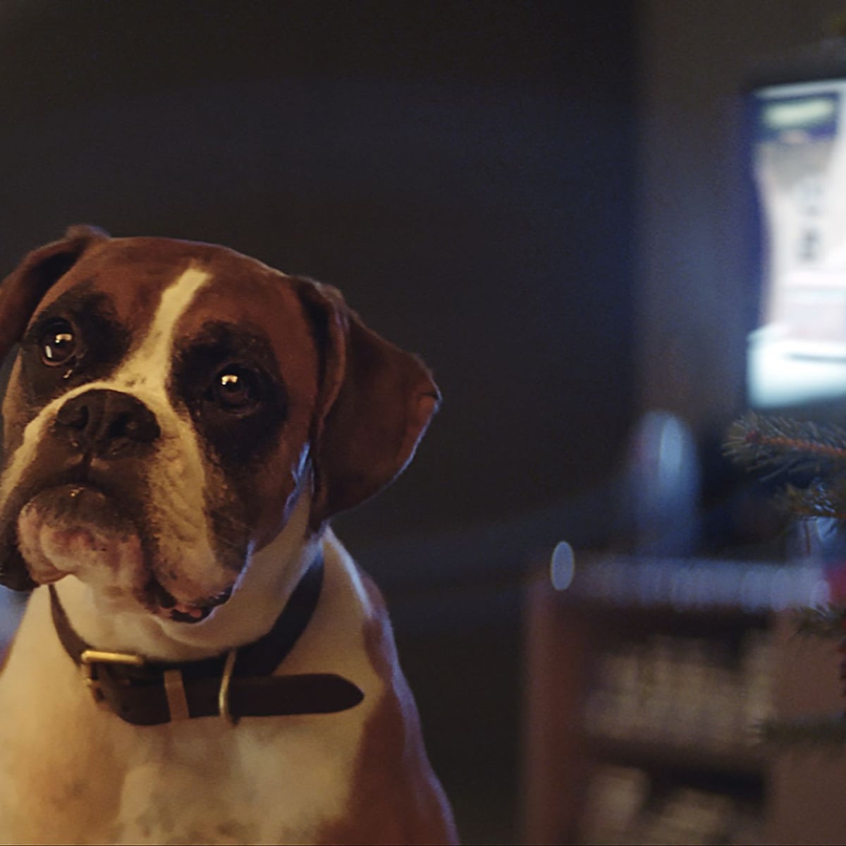 John Lewis Unveils Christmas Ad Starring A Dog On A Trampoline Media The Guardian