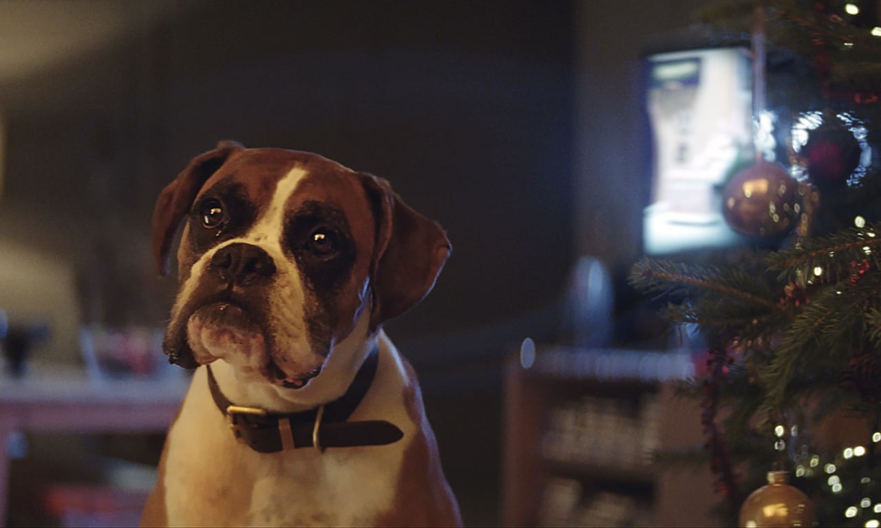 Talking Dog Christmas Commercial 2021 John Lewis 2016 Christmas Advert Meet Buster Video Global The Guardian Talking Dog Christmas Commercial 2021 John Lewis 2016 Christmas Advert Meet Buster Video Global The Guardian