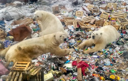 Polar bears feeding at a rubbish dump on the remote Russian Novaya Zemlya archipelago in 2018.