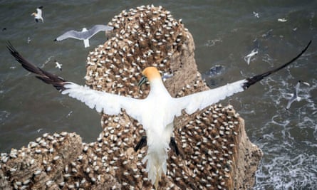 Nesting gannets.