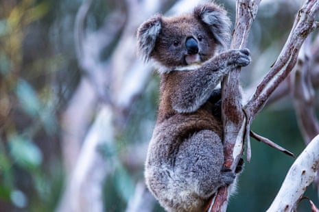 A koala on the edge of the Budj Bim national park, Victoria.