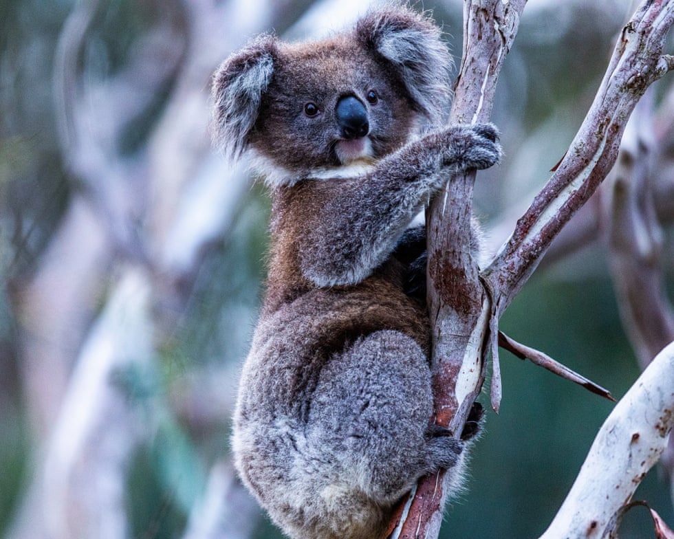 NSW locks in great koala national park and brings in immediate ban on logging NSW locks in great koala national park and brings in immediate ban on logging